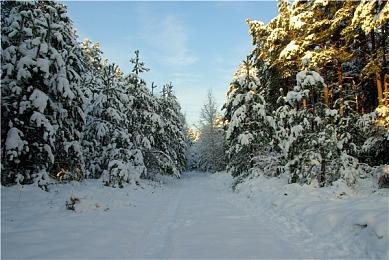 《上古卷轴4：重制版》新添各种族专属配音 让粉丝满意